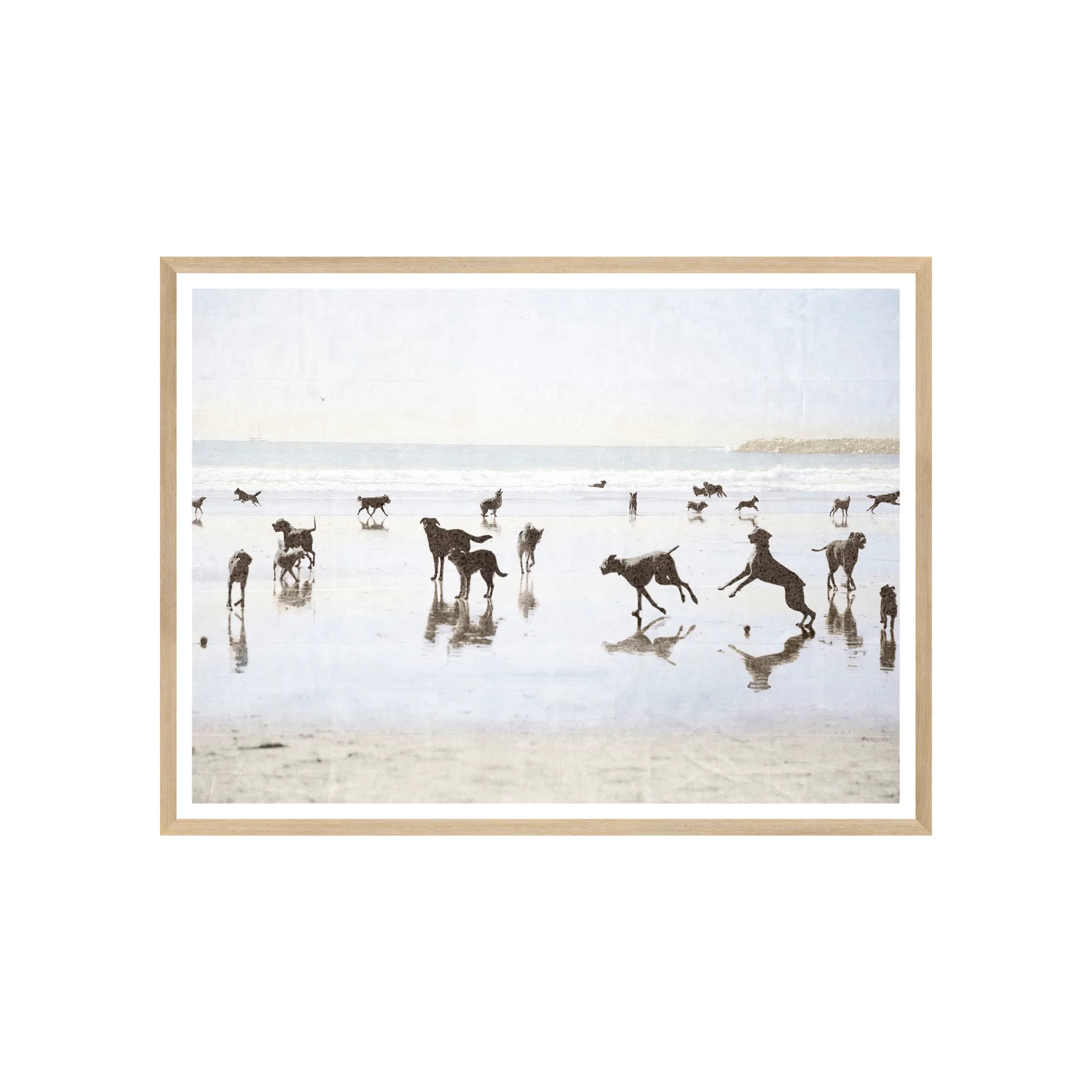 Dogs Day At The Beach