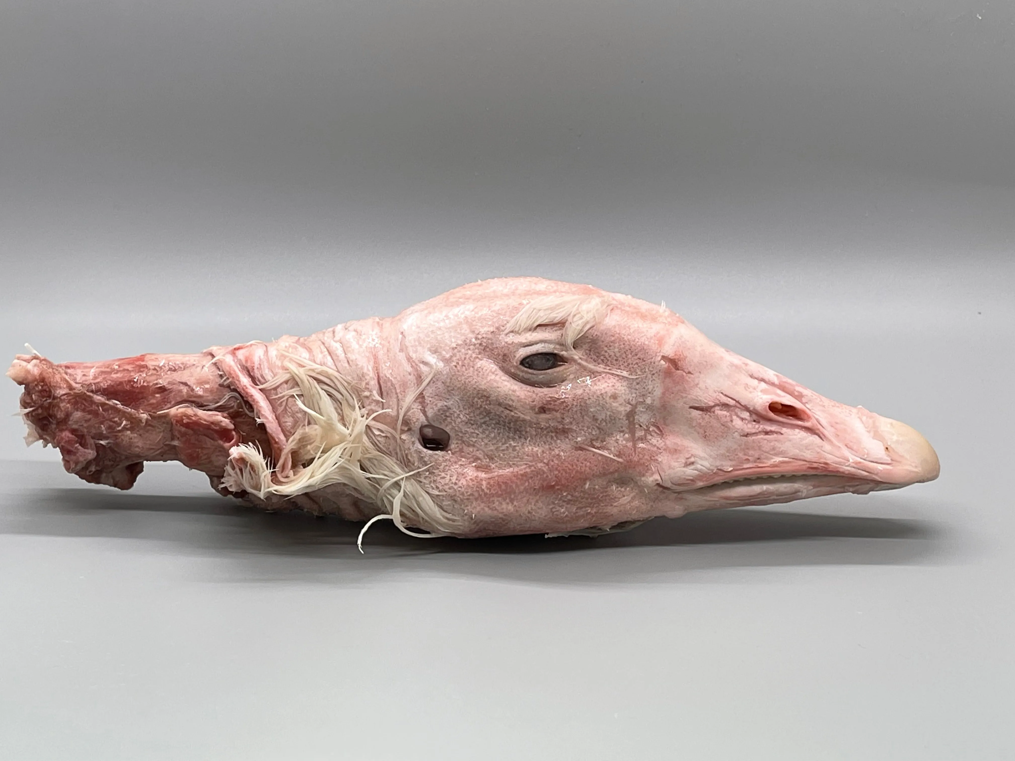 Duck Heads