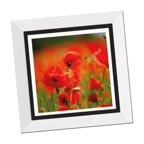 Field of Poppies 12" Framed Print