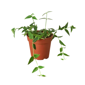 Hoya Bella