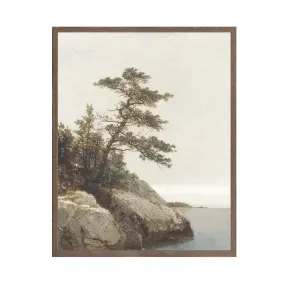 The Old Pine
