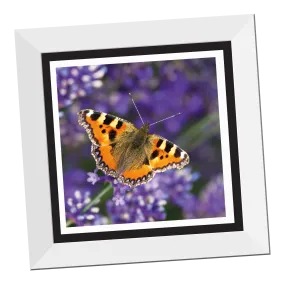 Tortoiseshell Butterfly 12" Framed Print