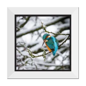 Winter Kingfisher 12" Framed Print